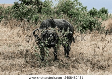 Tanzania Safari nature and fauna