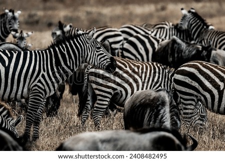 Tanzania Safari nature and fauna