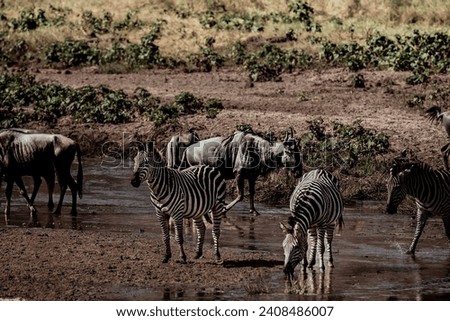 Tanzania safari flora and fauna