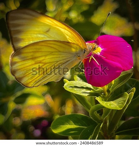 Yellow Butterfly landing on a pink flower