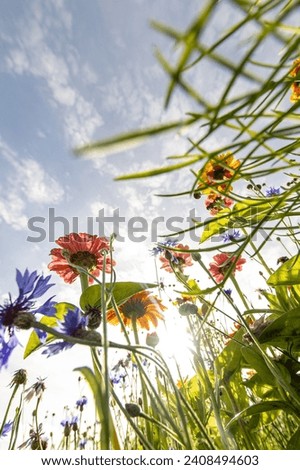 Wildflower meadow photographed from a worm's eye view