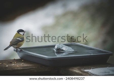 a great tit, parus major, is drinking water on a bird bath Royalty-Free Stock Photo #2408498237