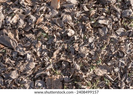 Dry leaves texture background detail
