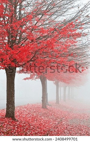 4K Ultra HD Image of Autumn Tree with Red Leaves on a Foggy Day - Mystical Fall Scene