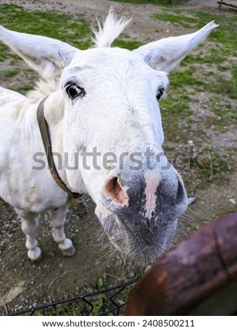 Silly donkey posing for the picture
