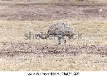A view of the beautiful, wild Ostrich on Patagonian soil.