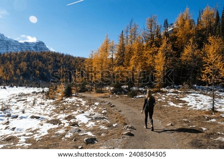 The Larch Season in The Larch Valley, Fall in the Valley of Ten Peaks, Banff National Park, Canada Royalty-Free Stock Photo #2408504505