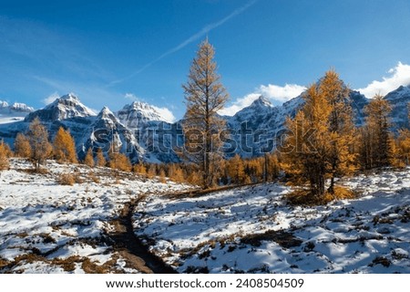 The Larch Season in The Larch Valley, Fall in the Valley of Ten Peaks, Banff National Park, Canada Royalty-Free Stock Photo #2408504509