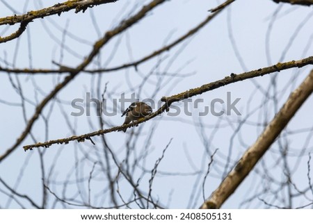 Common chaffinch sits on a tree. Beautiful songbird Common chaffinch in wildlife. The common chaffinch or simply the chaffinch, latin name Fringilla coelebs. Royalty-Free Stock Photo #2408505131