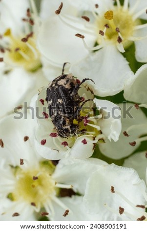 White spotted rose beetle: A Beneficial Insect for Pollination and Organic Recycling. Oxythyrea funesta. Royalty-Free Stock Photo #2408505191