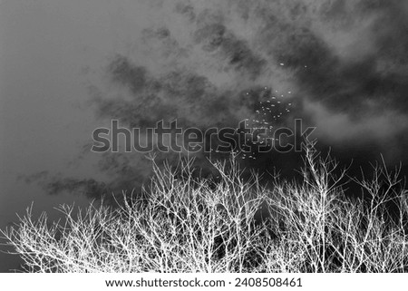 Black and white nature, birds scenery, flying birds on sky with clouds and trees with bare branches, winter time, cold weather, invert photo