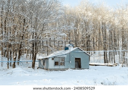 Small blue sugar shack in maple trees woods seen during a sunny winter afternoon, St-Augustin-de-Desmaures, Quebec, Canada Royalty-Free Stock Photo #2408509529