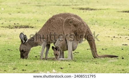 Close up Kangaroos in Western Australia