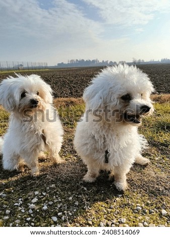 Two white poodle puppies. background natura 
