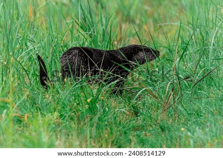 An adult otter in its natural habitat in the grass