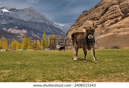 "A funny calf is grazing in the meadow against the backdrop of beautiful mountains." Royalty-Free Stock Photo #2408515343