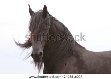 Friesian horse mare in portrait Royalty-Free Stock Photo #2408516007