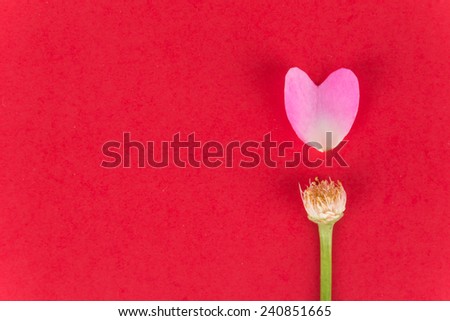 love wording by pink and white rose petal on red background