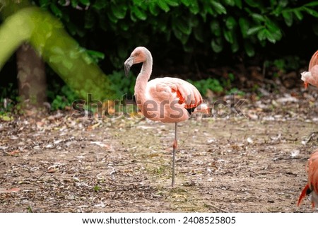 Phoenicopterus chilensis, the Chilean Flamingo, graces South American wetlands with vibrant plumage. With its distinctive curved bill, this elegant bird adds a splash of color to aquatic habitats.
