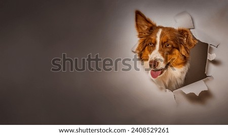 Australian Shepherd dog photographed in  a paper hole