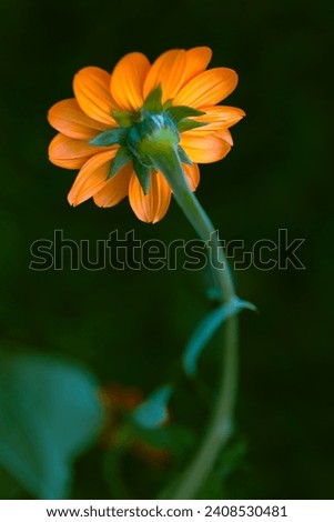 Vertical photo of a  Brilliant orange Mexican sunflower against a dark background