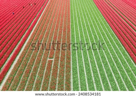 Aerial view of colorful Tulip fields during spring time.