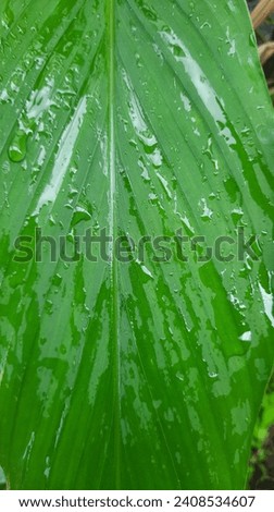 a picture of leaves wet from rain
