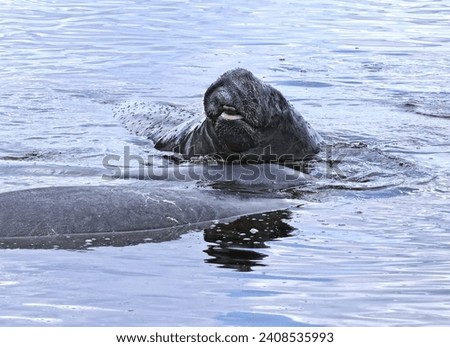 Manatee Mating and Lifting It's Head out of the Water