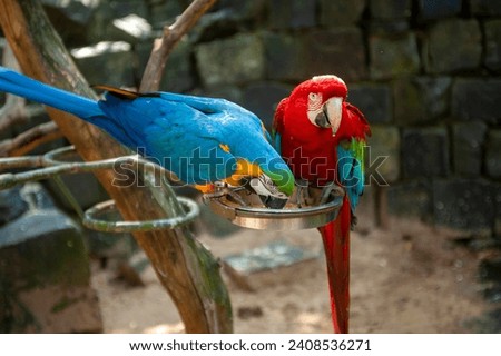 native birds of the jungle of South America, parrots, macaws and toucans with their beautiful colors