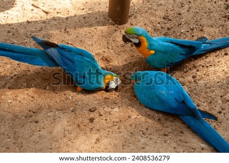 native birds of the jungle of South America, parrots, macaws and toucans with their beautiful colors
