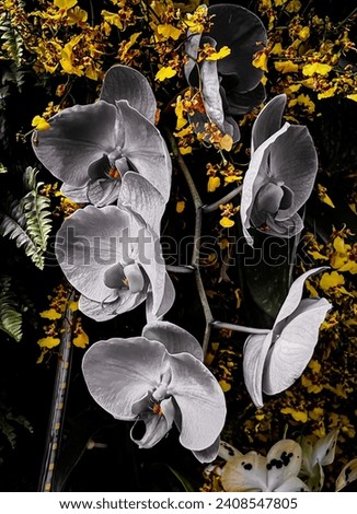 Amidst a sea of golden blooms and dark background, the white orchid stands as an elegant anomaly, a vision of purity and grace. An edited colour of the orchid which suitable for an abstract background