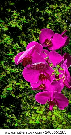 The purple-pink orchid blend harmonious with a lush canvas of verdant foliage and  royal hues, which create a stunning contrast of picture. A botanical masterpiece, the orchid as a nature wallpaper