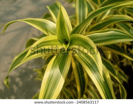Dracaena deremensis "Lemon Lime" plant in the home garden during the day

 Royalty-Free Stock Photo #2408563117
