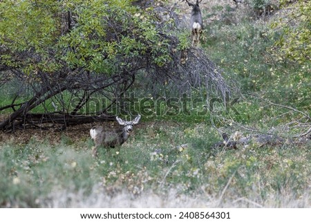 A small spike buck looks cautiously towards people taking its picture white a female moves away in the background at Zion National Park, Utah.