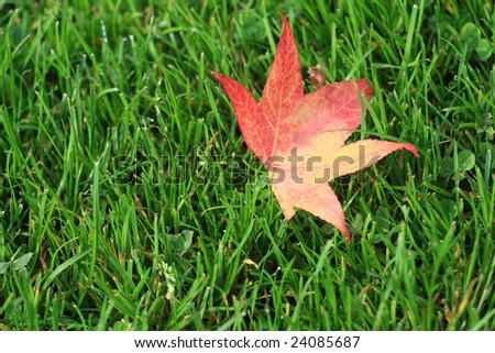leaf on the grass, background