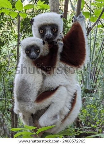 Friendly Sifaka lemurs mother and son climbing in eucalyptus trees in an amazing forest in Madagascar, Africa. During a sunny and warm afternoon, a beauty of nature
