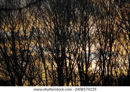 Silhouettes of tree branches on a sunset background, New England, US