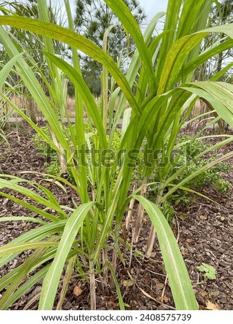 Sugarcane plant garden decorative  image photo
