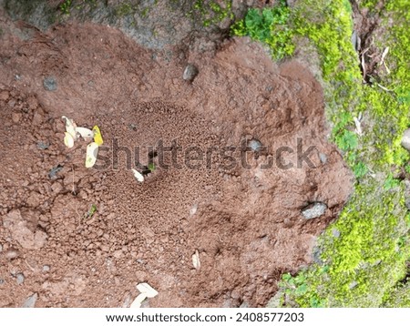 fire ant house in the ground