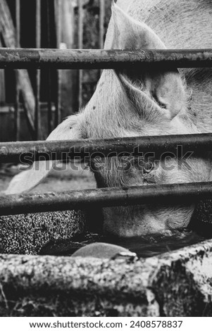 Close shot of pigs feeding