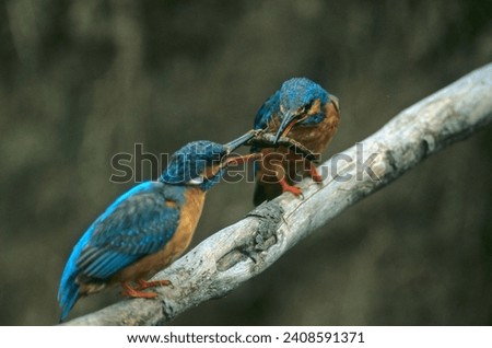 Kingfisher (Alcedo Ispida) Pair with worm in beak