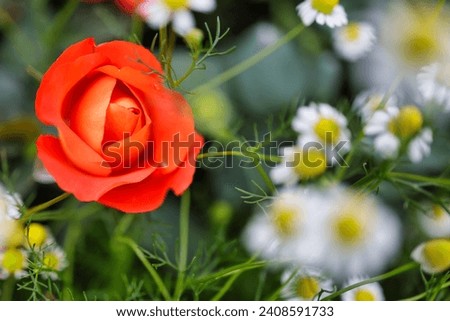 Close-up of an orangeapricot rose among small white daisy flowers in a summer garden with shallow depth of field.
