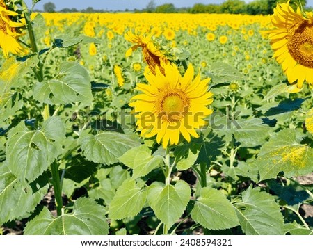 Many yellow sunflowers on the farm with sky and trees It is a very beautiful picture of nature.
