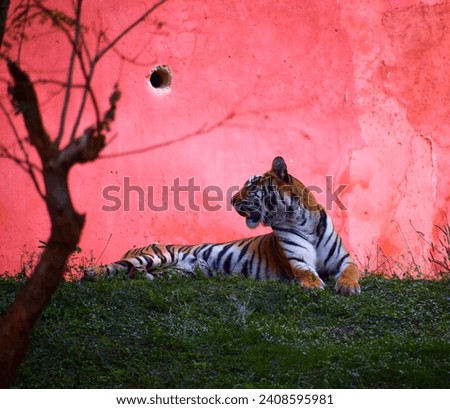 selective focus picture of the tiger 