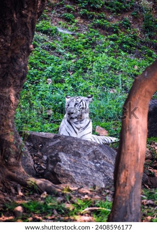 selective focus picture of the white tiger in zoo 