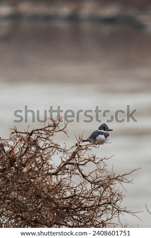 Belted Kingfisher on the Snake River