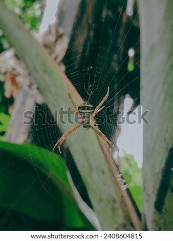 a macro picture of spider