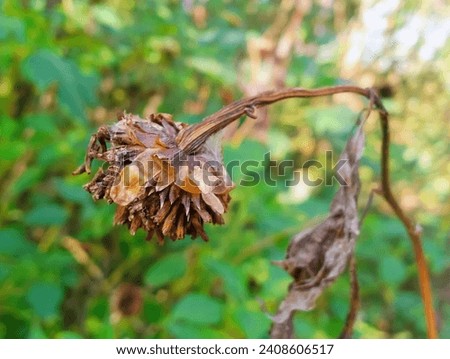 In the picture is a blurred image of a yellow lotus flower with green leaves and brown branches. In the background, in the foreground are the dried flowers of the brown lotus flower, with only the dri