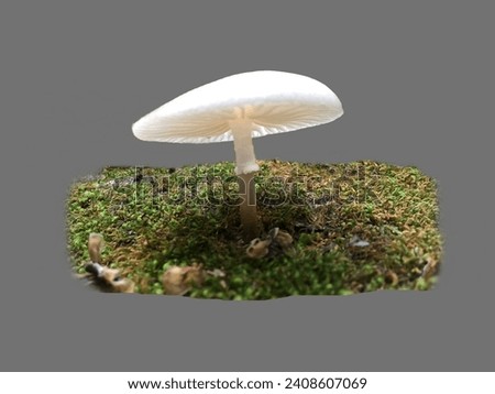 oudemansiella mucida,wild mushroom,natural mushroom,Pretty Mushroom Photography,a picture of a wild mushroom,spirit, mushrooms, food, wild mushroom,Beautiful mushrooms growing in the wild.wild, poison