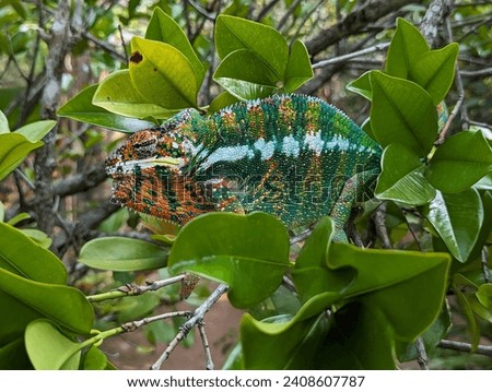 Extraordinary and exotic panther chameleon, a unique and endemic species of the island of Madagascar. Posing and climbing between the branches of a green tree, sporting incredible camouflage